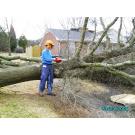 Canopy Tree Service Logo