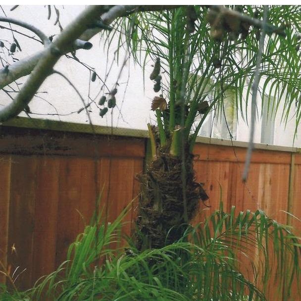 Fern's Complete Landscape &amp; Construction Services Logo