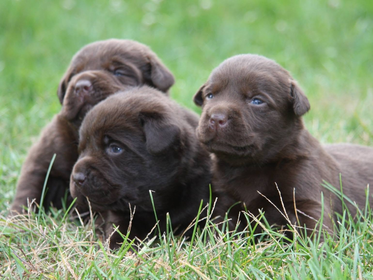 Chocolate Lab Puppies
