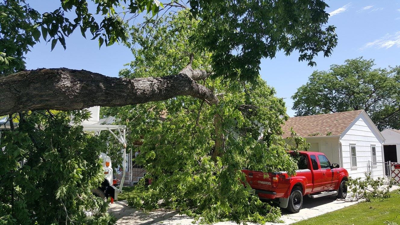 Tree Monkeys, LLC Image