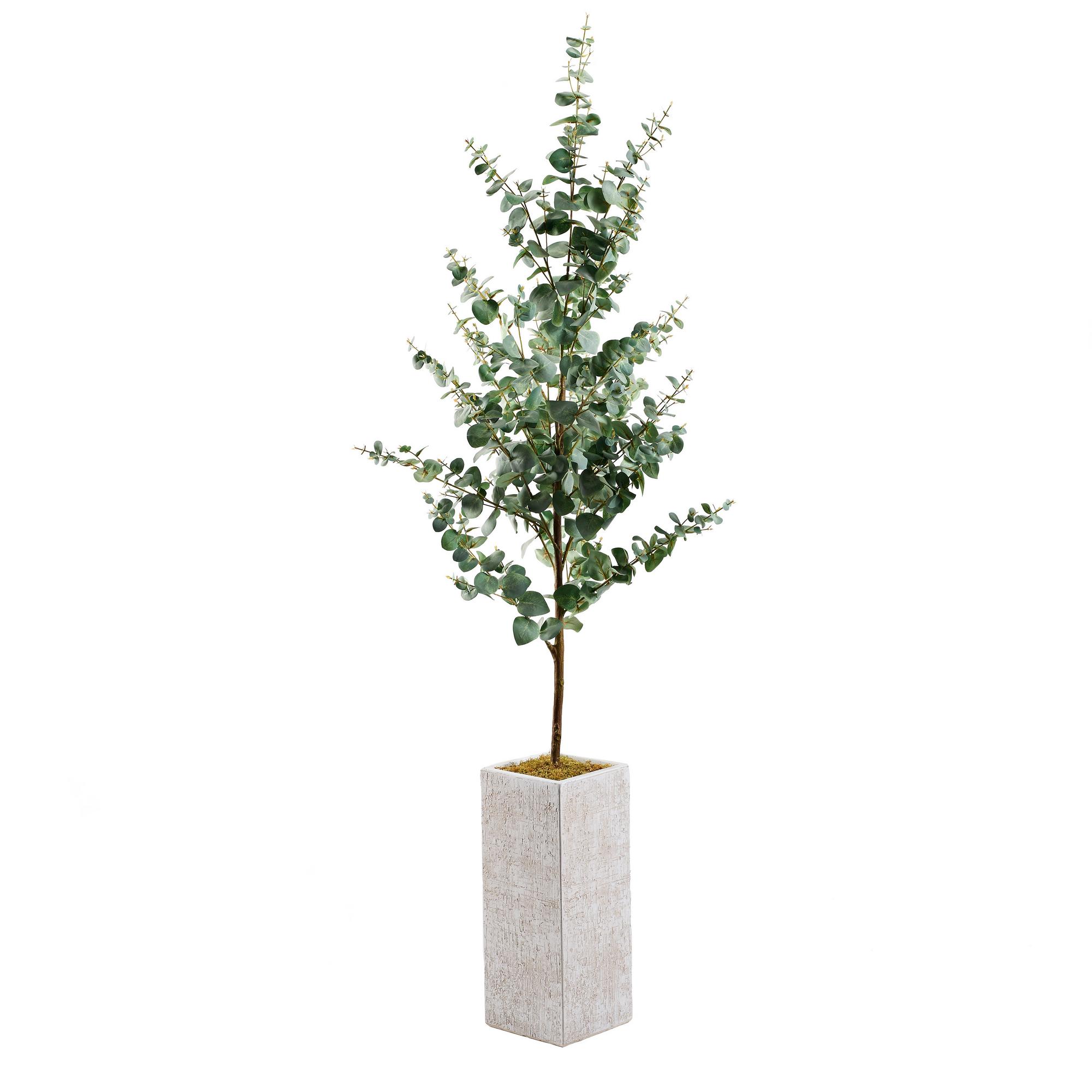Eucalyptus Tree in Everett Planter