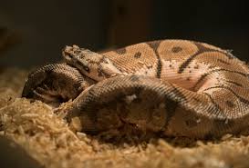 Snake Bedding