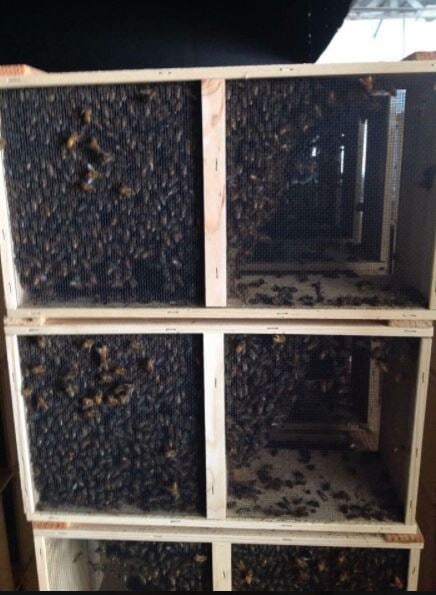 Deseret Hive Supply Photo