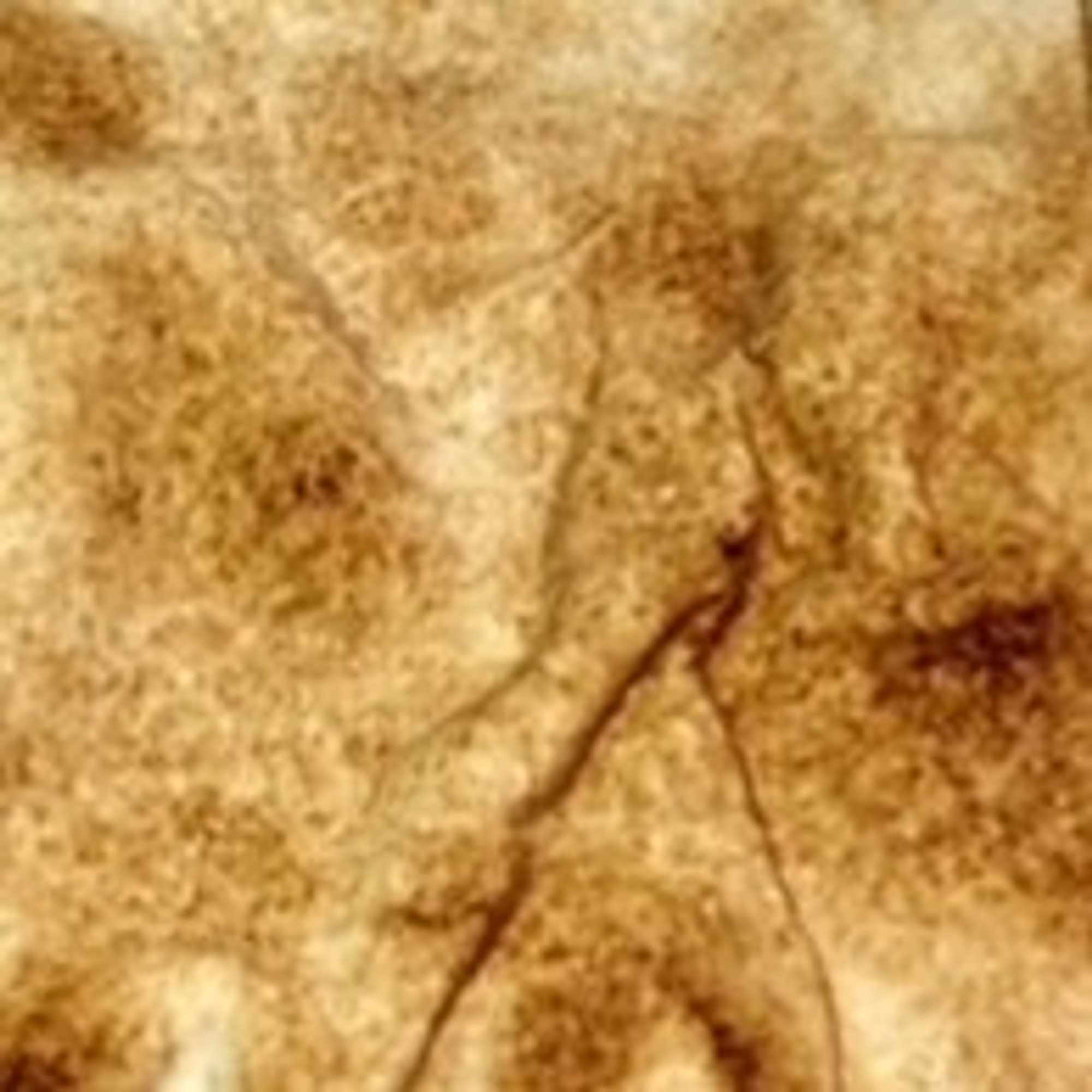 White or Wheat Pita