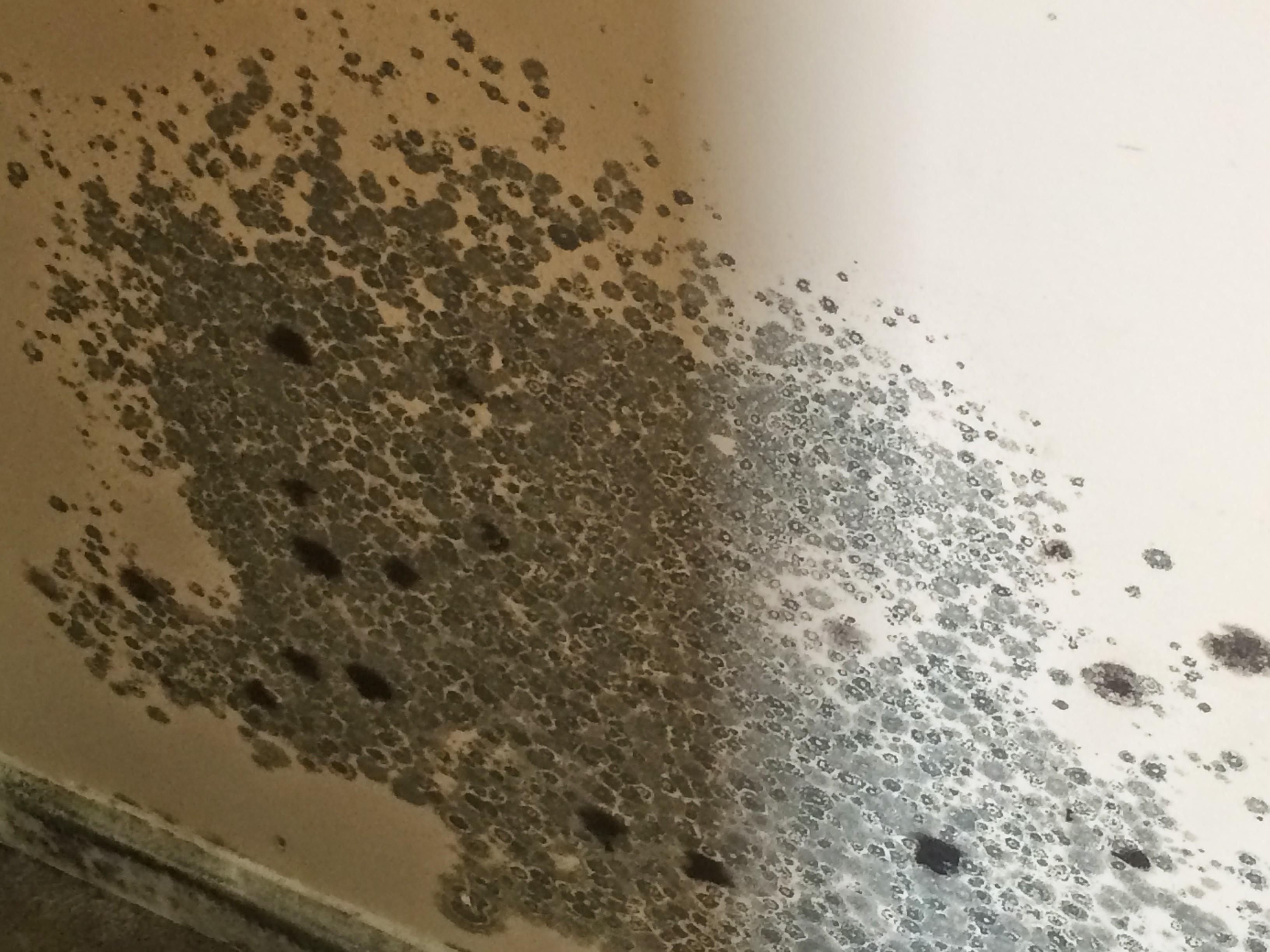 Our certified technicians can safely remove mold and also conduct testing to determine the levels of mold spores in the home or business.