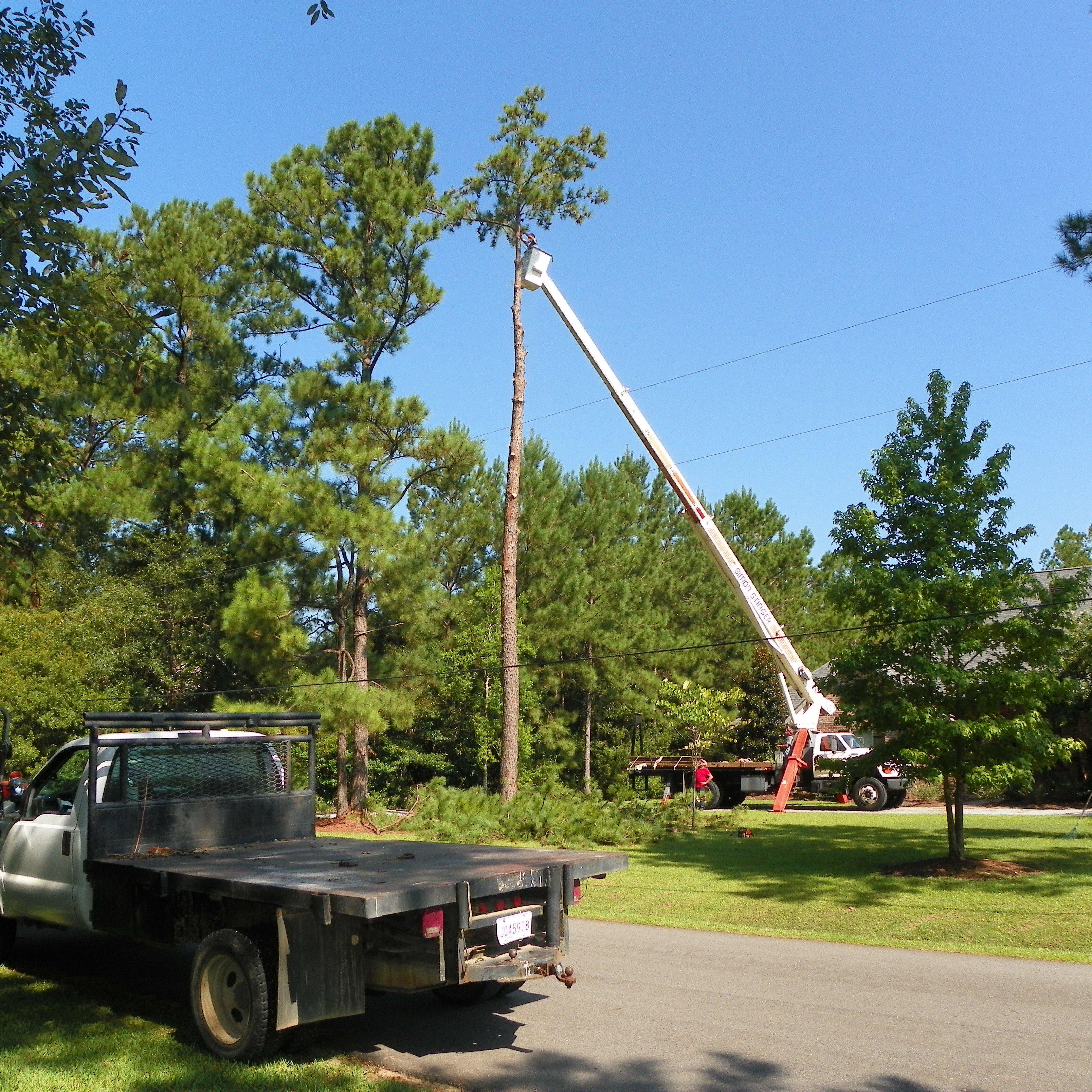 Barry McCraney Tree Service Logo