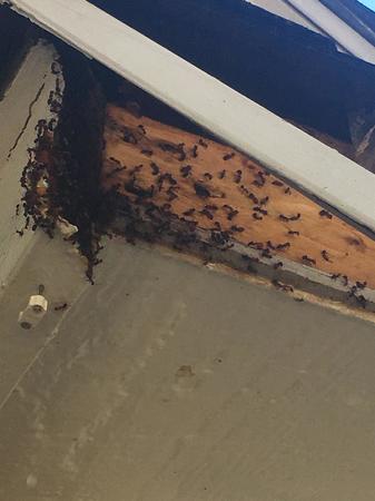 Images Pro's Choice Pest Control