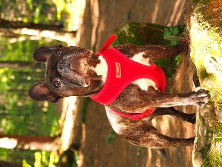 Pet Relocation Image