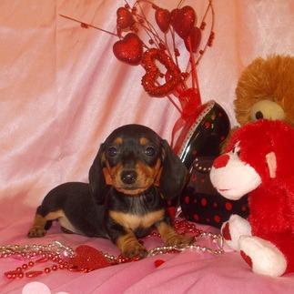 Baby Bell Puppies Logo