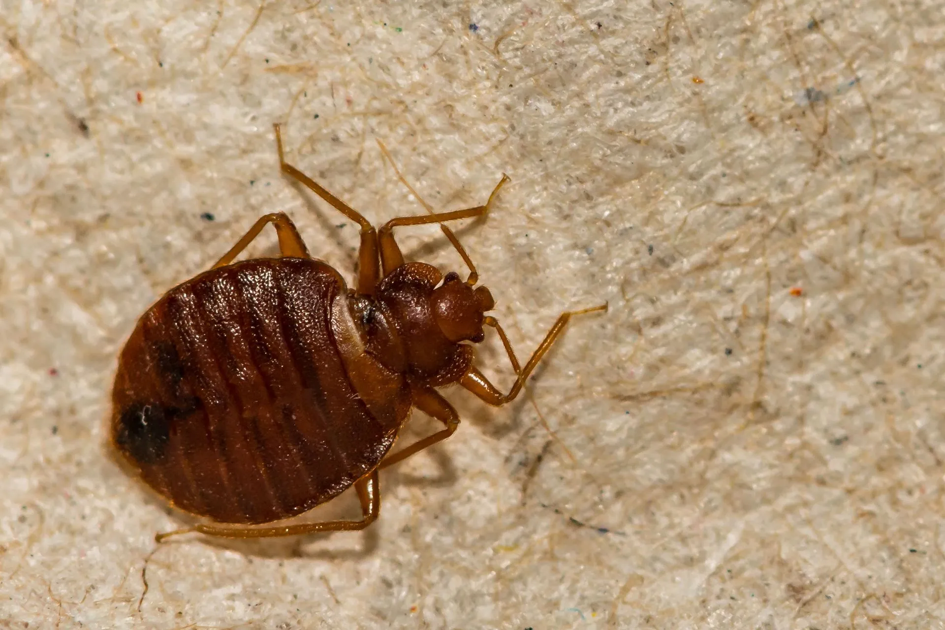 Bed Bug Treatments