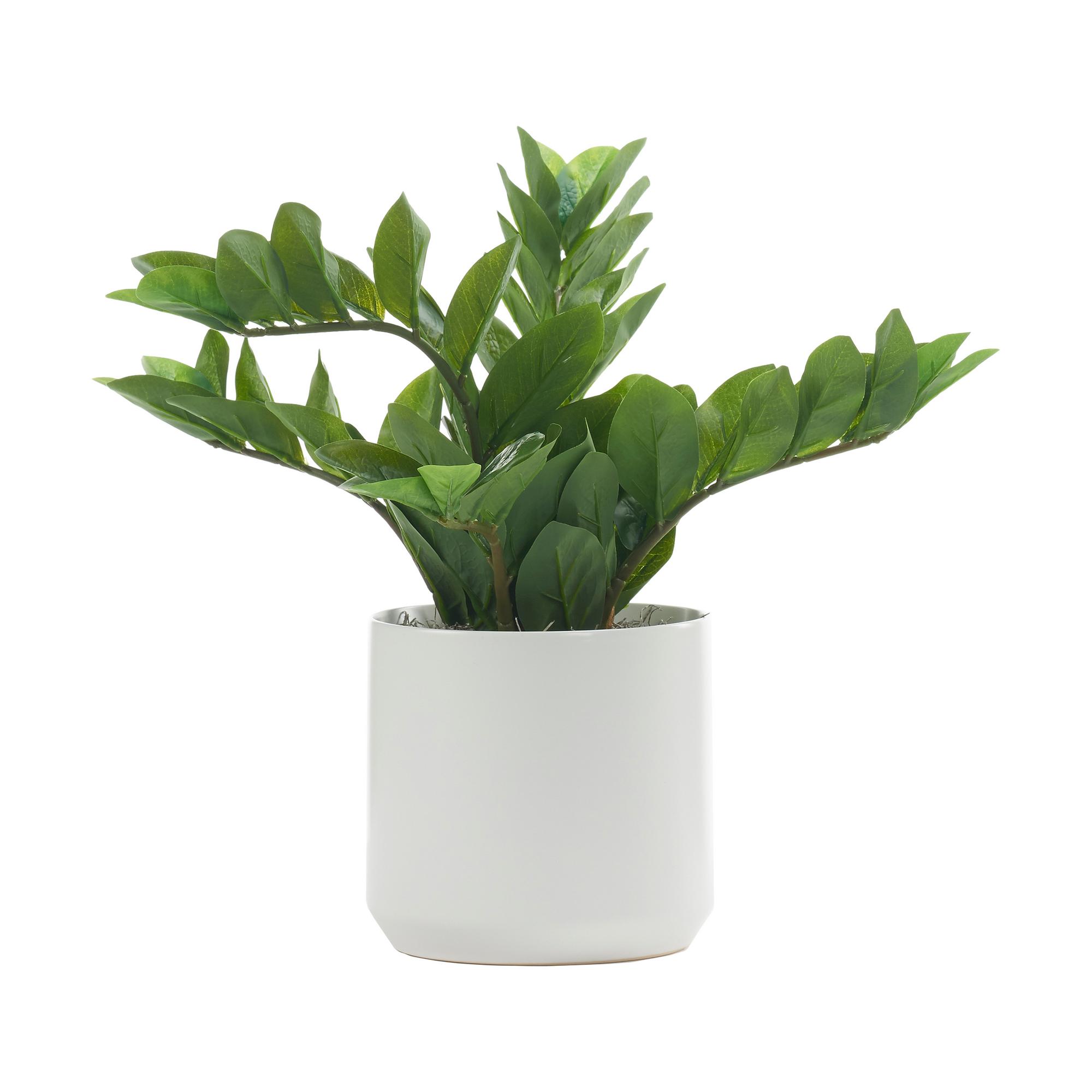 Zamiifolia in White Kendall Pot