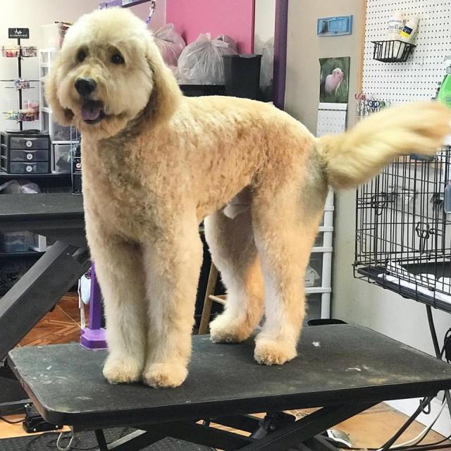 ARFordable Pet Grooming Photo