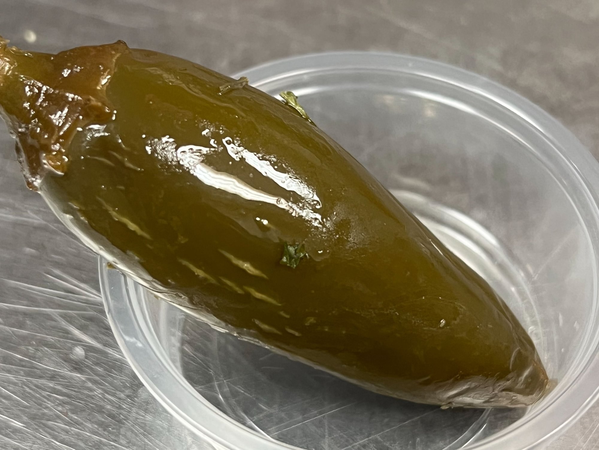 Jalapeno Pepper
