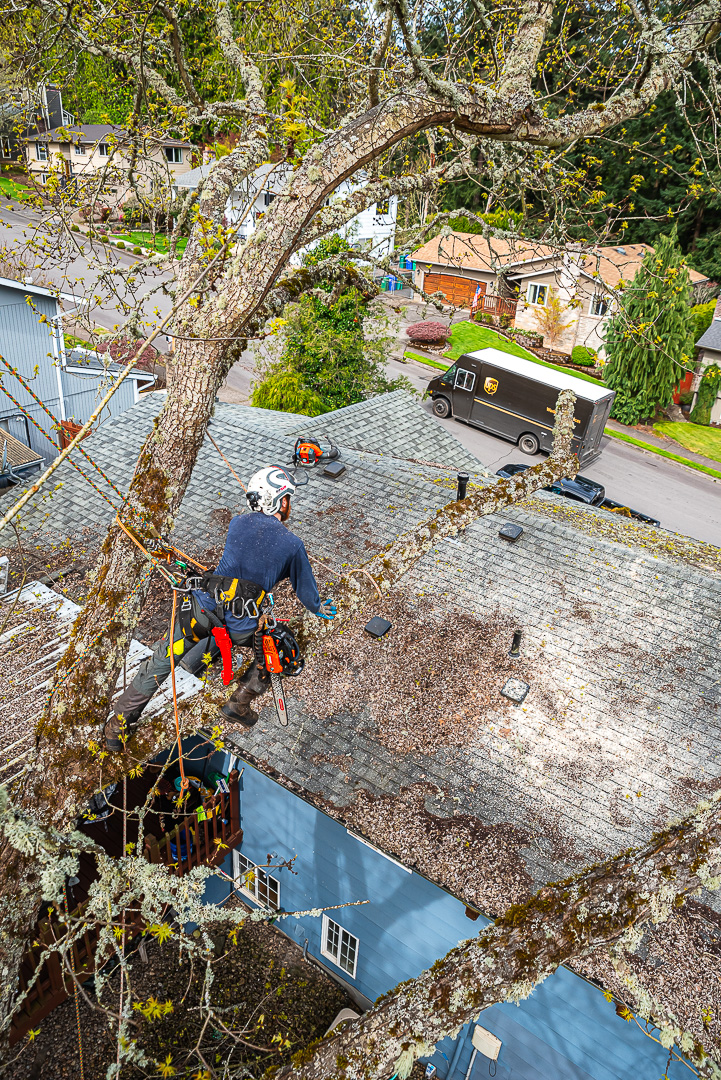 Branching Out Tree Care, LLC Image