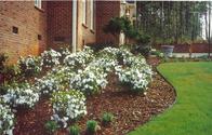 Mulch Mulch
