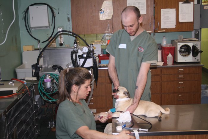 VCA Povar Animal Hospital Photo