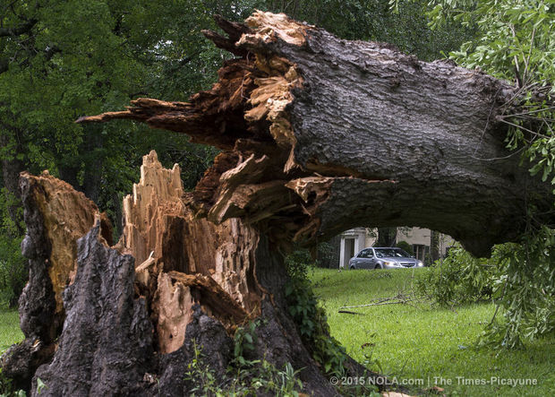 Louisiana Tree Service Photo