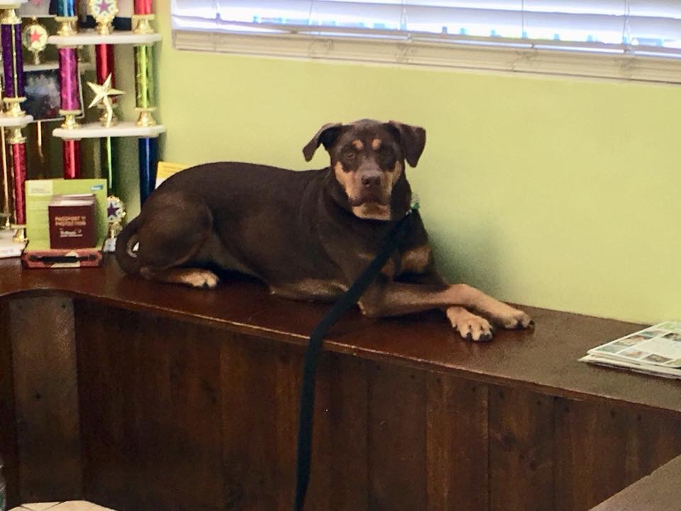 All Animal Clinic Image