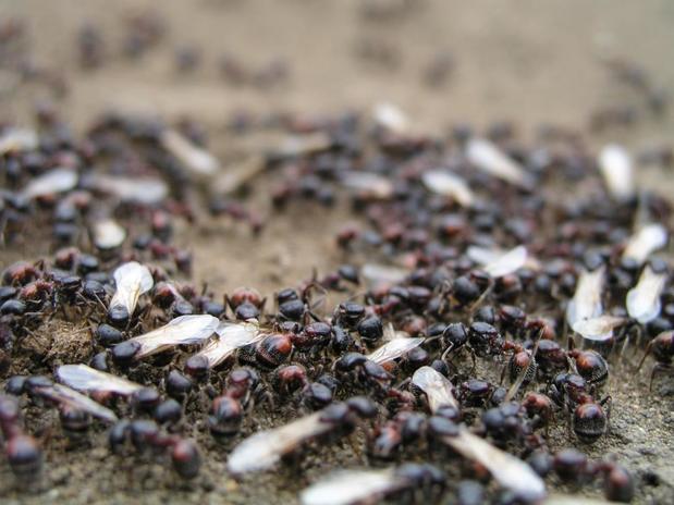 Images Best Price Pest Control