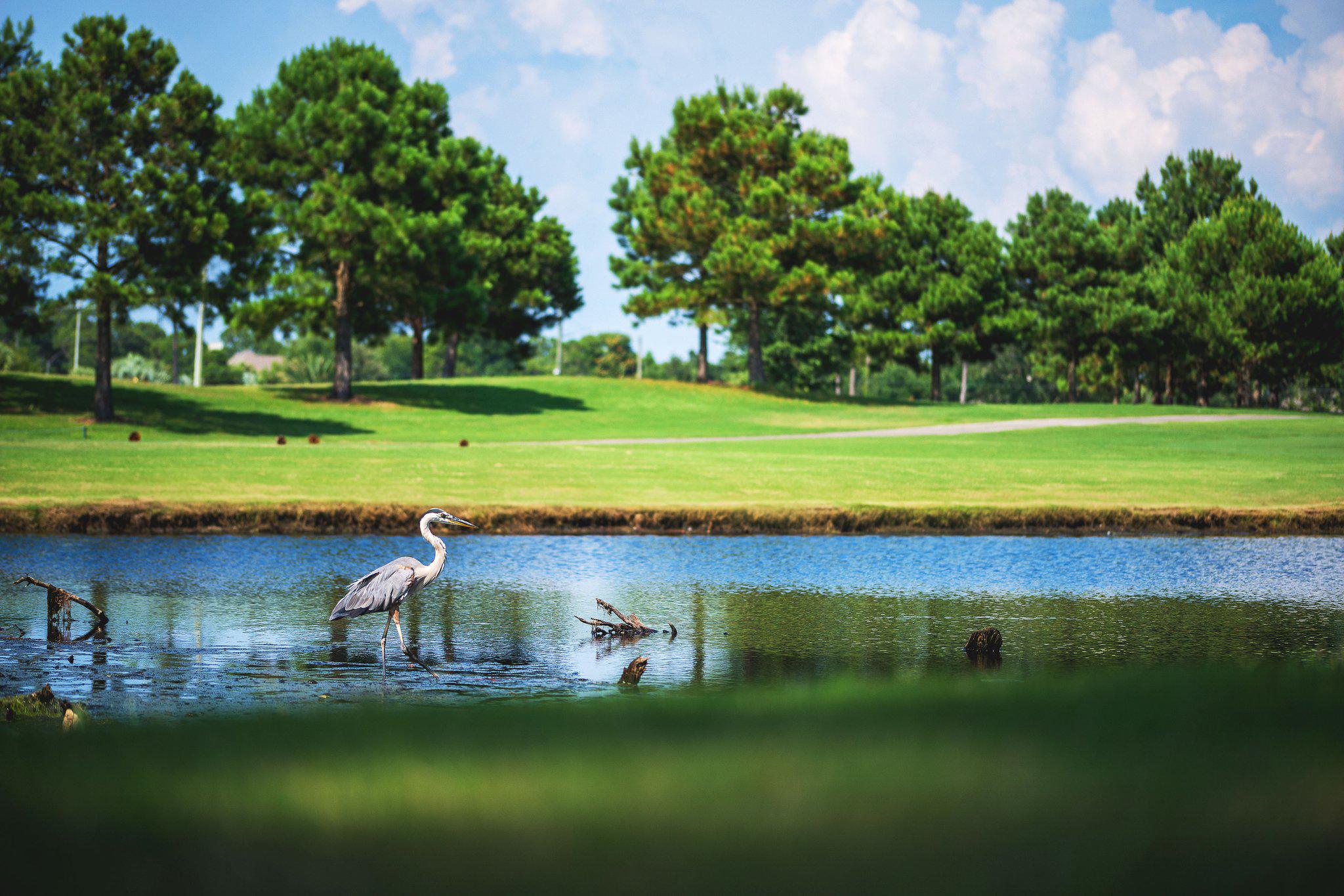 Sheraton Panama City Beach Golf & Spa Resort Photo