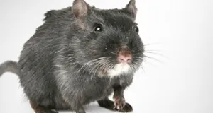 Rodent Extermination