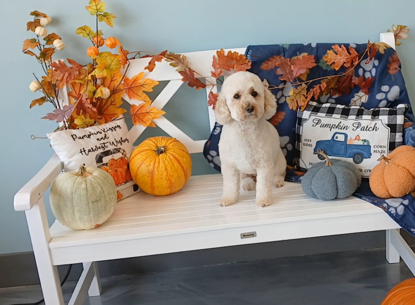 Pampered Paws Pet Grooming