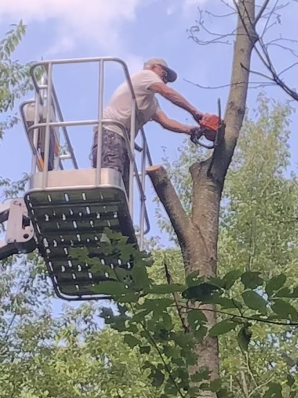 Greg's Tree Service Image