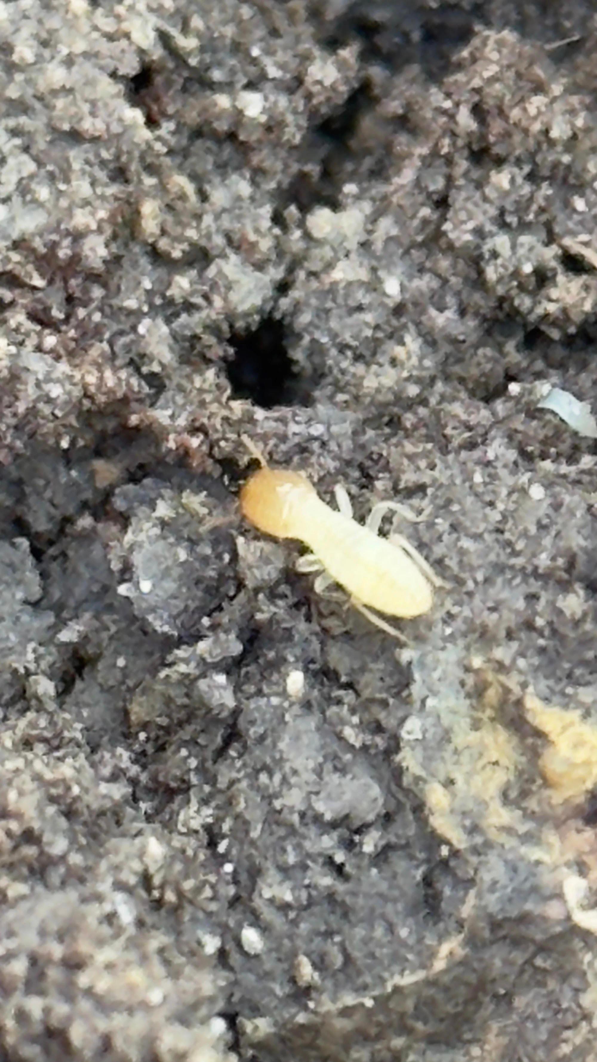 GreenShield Home & Pest Solutions - Richmond Image