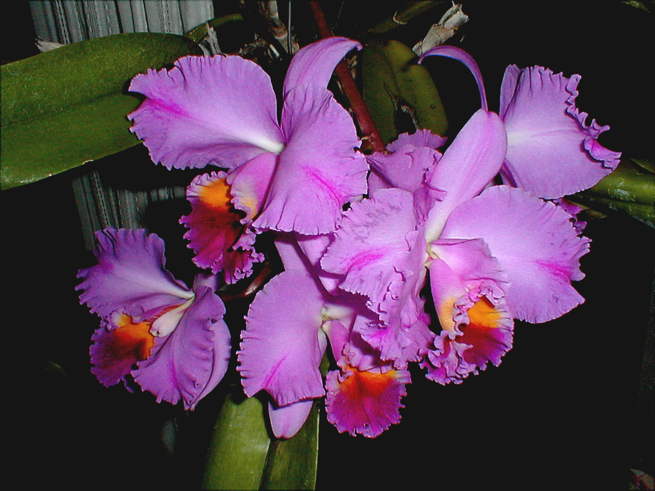 Orchids and Tropicals LLC Logo