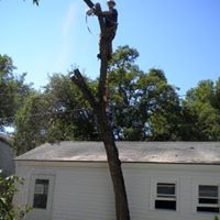 Montana Tree Care Image
