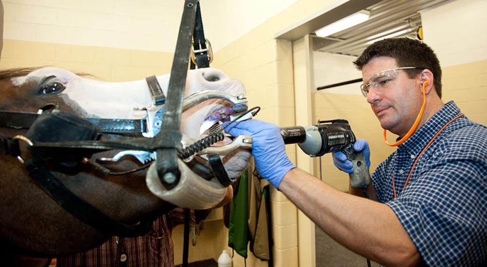 Meddleton Equine Clinic Photo