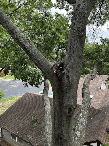 Tree Care Service Solutions of Bartlesville