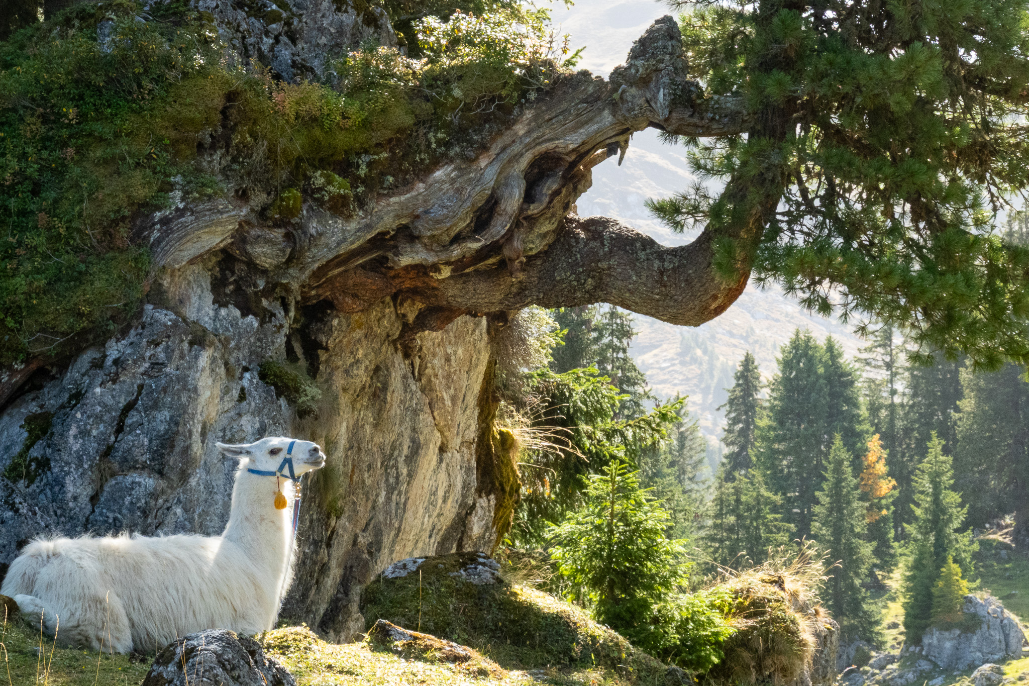 Individuelle Naturerlebnisse mit Lamas und Ziegen