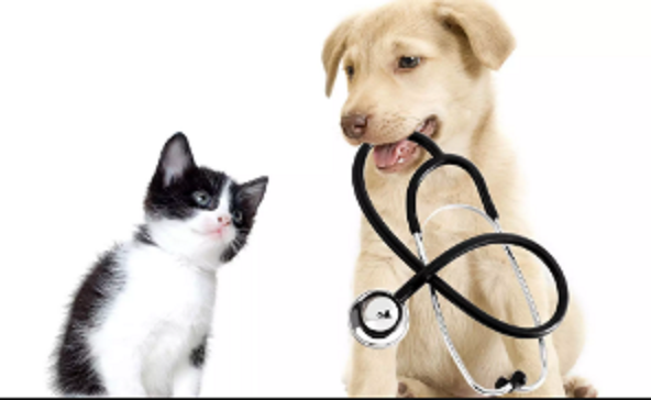 Treasure Valley Veterinary Clinic - Doug Griffiths DVM