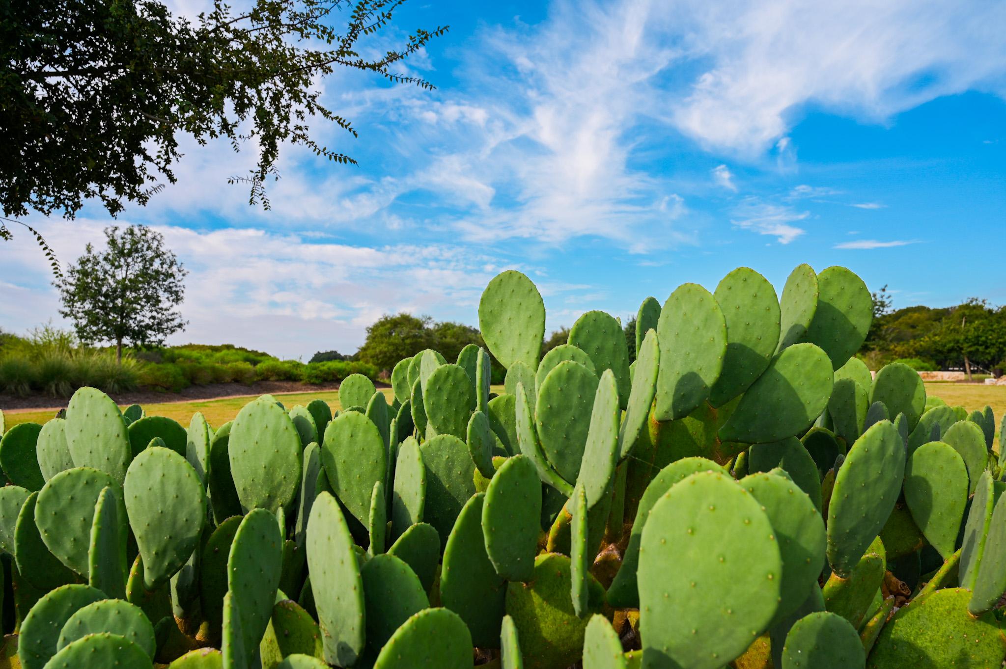 Maldonado Nursery & Landscaping, Inc. Image