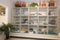 Cat Care Clinic Photo