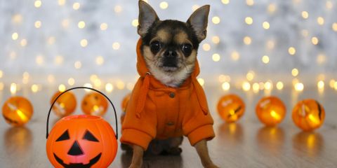 How to Dress Up Your Pet Safely for Halloween