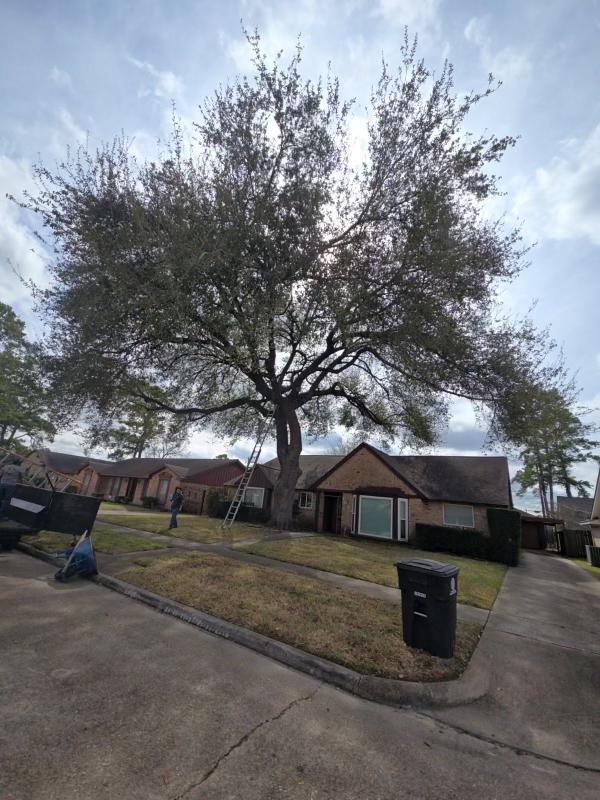 JJ Garcia Professional Tree Service Image