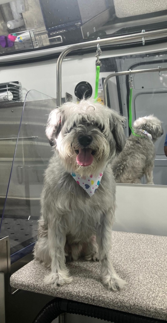 Kontota Mobile Dog Grooming of Katy, TX Image