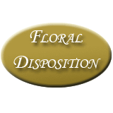 Floral Disposition