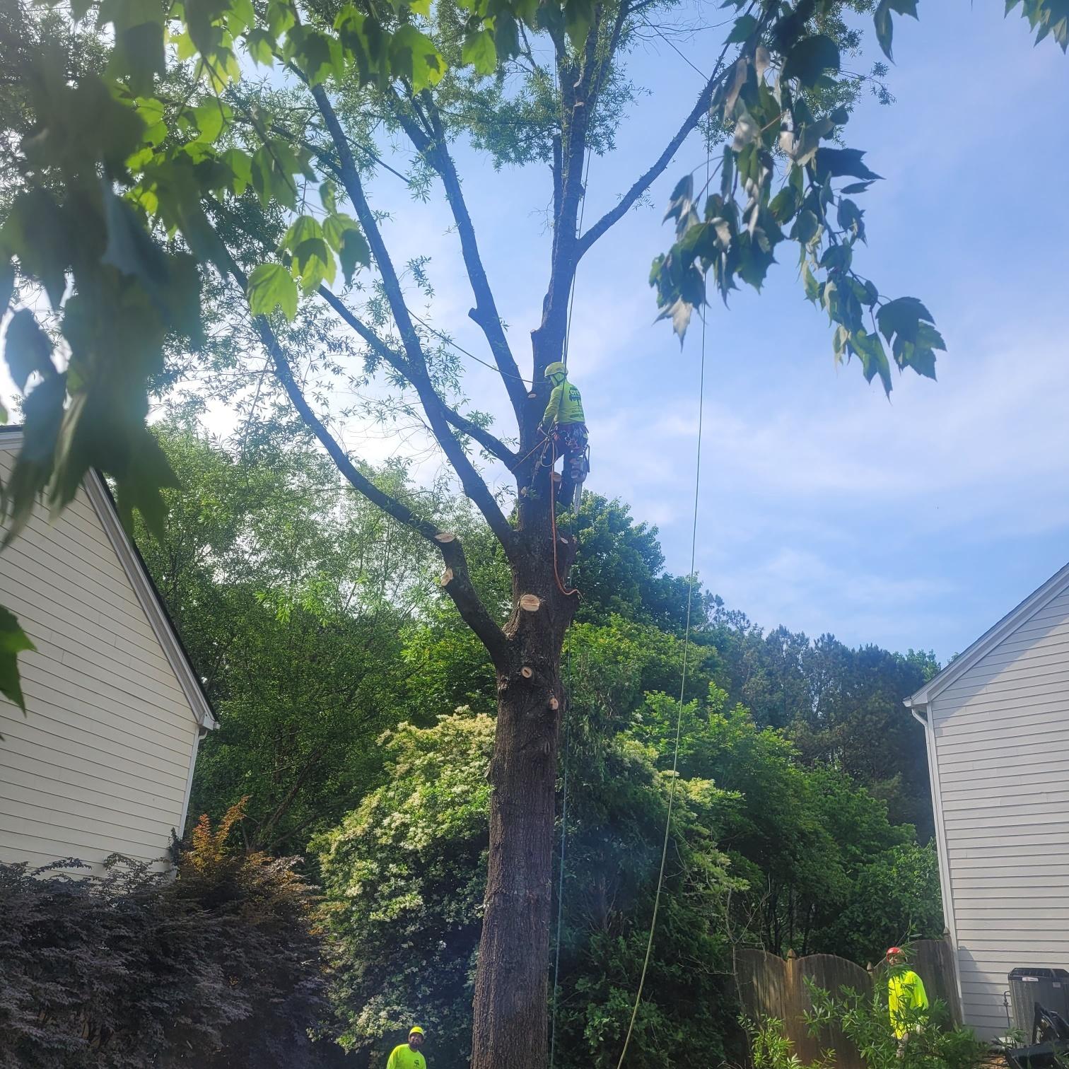 Georgia Tree Company Image