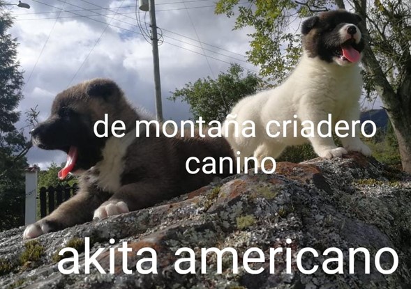 DE MONTAÑA CRIADERO CANINO Cogua