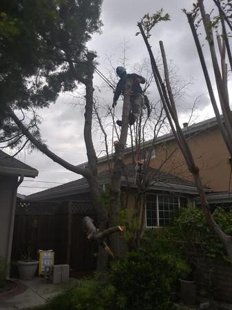 Tree service in San Jose, CA. Tree service in San Jose, CA.