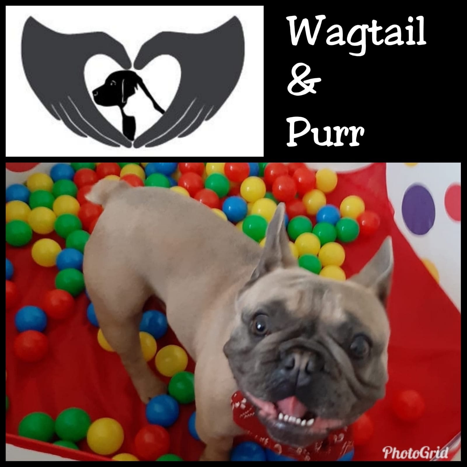Images Wagtail&Purr