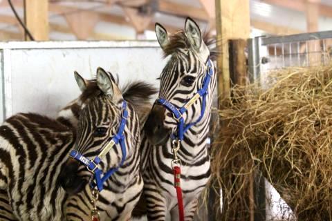 Pet Relocation Image