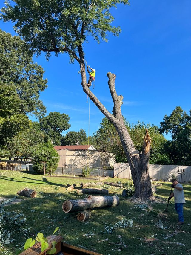 Ventura Tree Services LLC Image