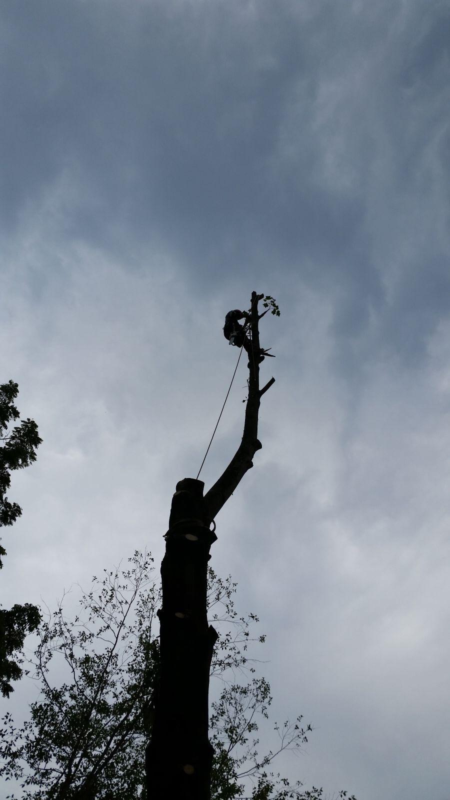 Keil Tree Experts Inc Image