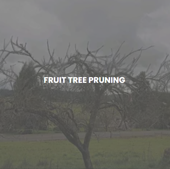 Advanced Tree Management Image