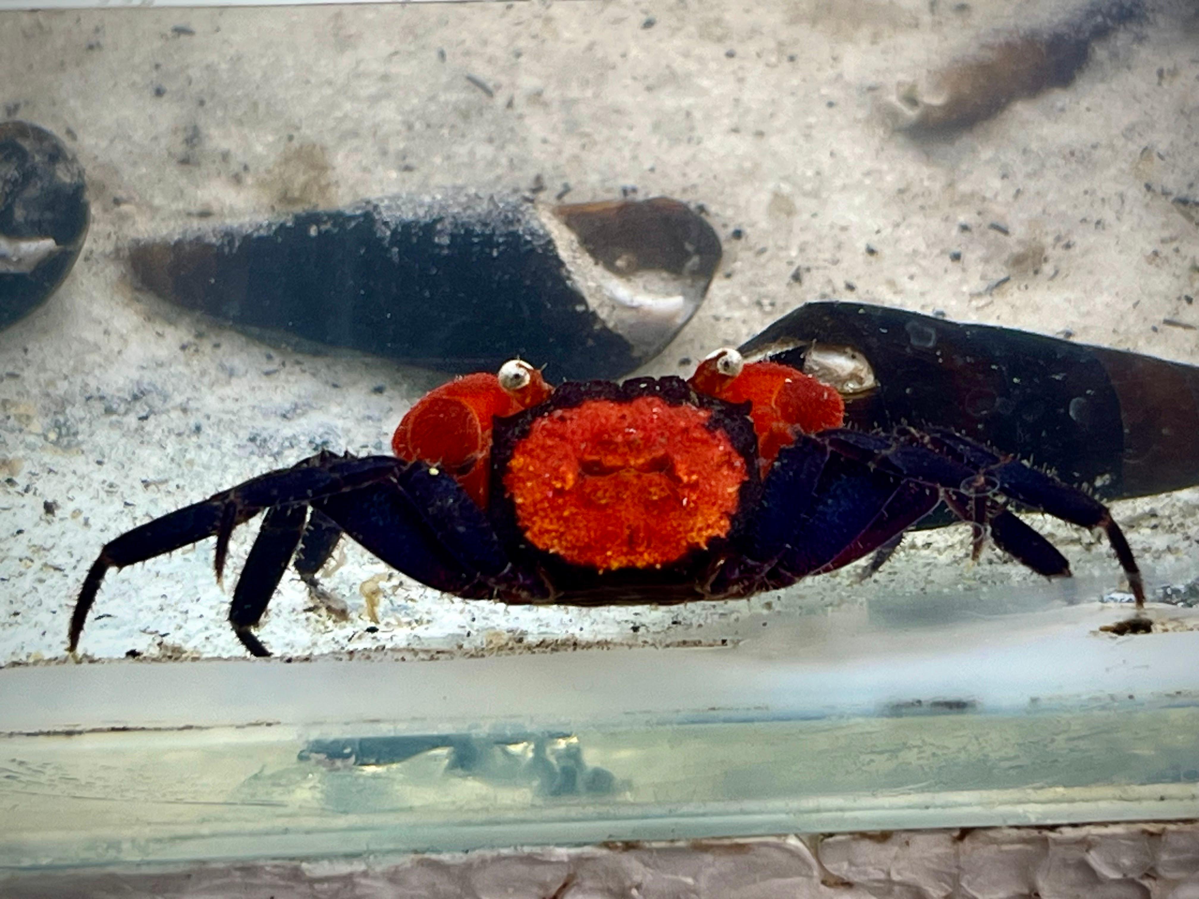 Terrarium Station Image