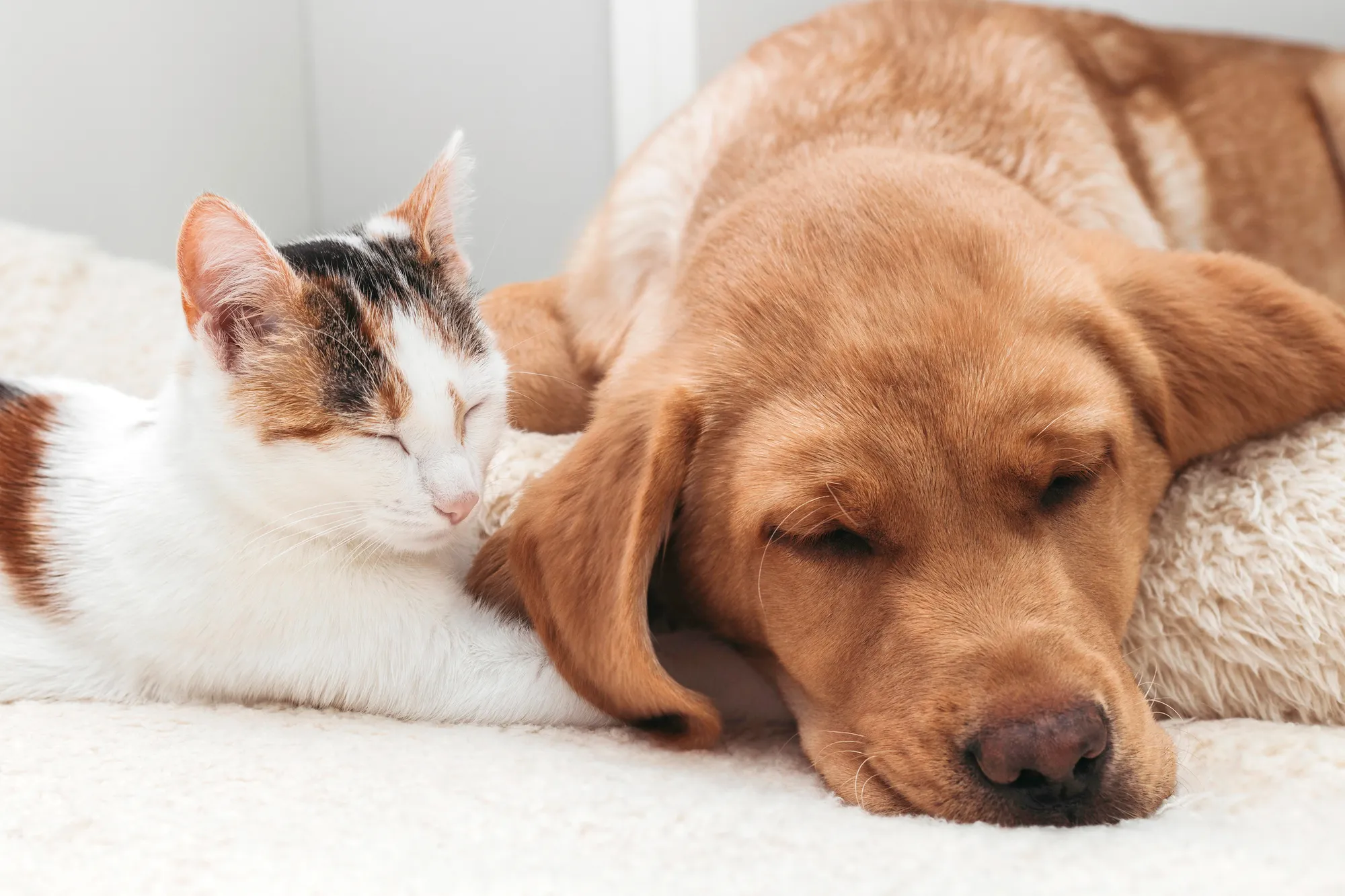 Golden Heart Vet Care - Lake Nona